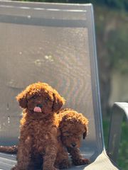POODLE MINI ΣΚΟΥΡΟ RED BROWN-thumb-4