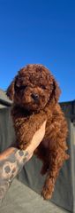 POODLE TEA CUP...-thumb-1