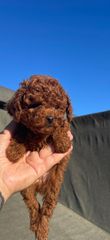 POODLE TEA CUP...-thumb-2