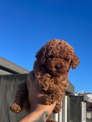 POODLE TEA CUP...-thumb-3
