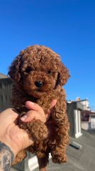 POODLE TEA CUP...-thumb-4