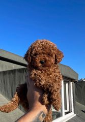 POODLE TEA CUP...-thumb-5