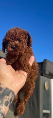 POODLE TEA CUP...-thumb-6