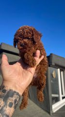 POODLE TEA CUP...-thumb-7