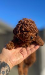 POODLE TEA CUP...-thumb-8