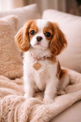 King Charles cavalier