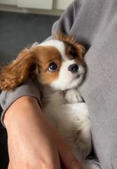 King Charles cavalier-thumb-2