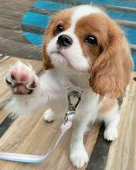King Charles cavalier-thumb-3