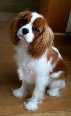 King Charles cavalier-thumb-5