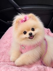 Pomeranian boo toy-thumb-1
