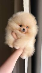 Pomeranian boo toy-thumb-2