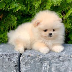 Pomeranian boo toy-thumb-3