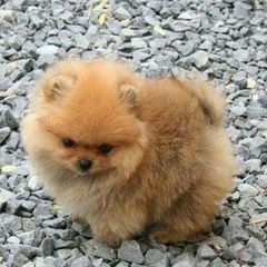 Pomeranian boo toy-thumb-4