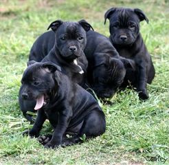 Pitbull black panther-thumb-1