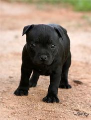Pitbull black panther-thumb-2