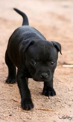 Pitbull black panther-thumb-3