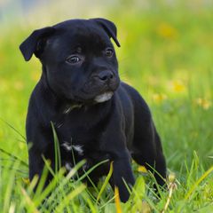 Pitbull black panther-thumb-4