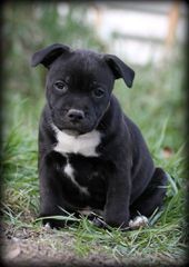 Pitbull black panther-thumb-5