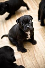 Pitbull black panther-thumb-6
