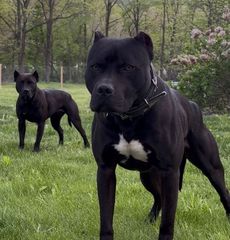 Pitbull black panther-thumb-7