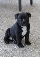 Pitbull black panther-thumb-8