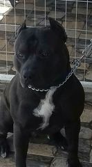 Pitbull black panther-thumb-9