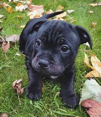 Pitbull black panther-thumb-10