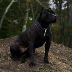 Pitbull black panther-thumb-11