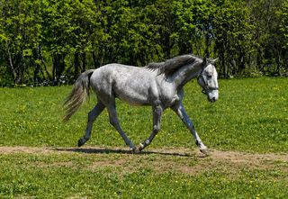 Lipizzaner gelding with dressage riding potentia