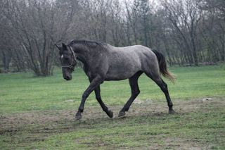 Lipizzaner gelding