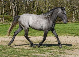 Lipizzaner gelding-thumb-1