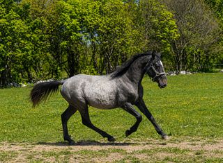 Lipizzaner gelding-thumb-2
