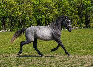 Lipizzaner gelding-thumb-3
