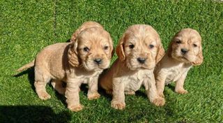 Κόκερ Σπάνιελ - Cocker Spaniel