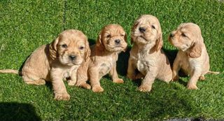 Κόκερ Σπάνιελ - Cocker Spaniel-thumb-2