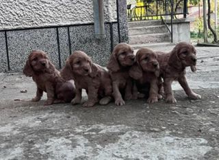 Κόκερ Σπάνιελ - Cocker Spaniel