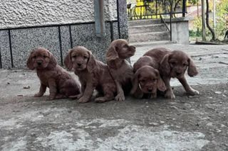 Κόκερ Σπάνιελ - Cocker Spaniel-thumb-1