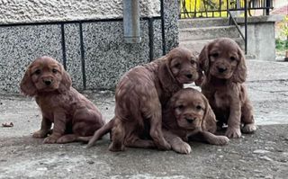 Κόκερ Σπάνιελ - Cocker Spaniel-thumb-2