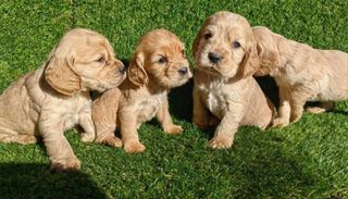 Κόκερ Σπάνιελ - Cocker Spaniel-thumb-1
