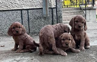 Κόκερ Σπάνιελ - Cocker Spaniel-thumb-3