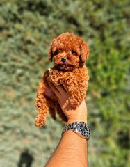 Poodle toy