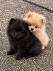 Pomeranian toy