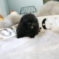 Pomeranian toy-thumb-1