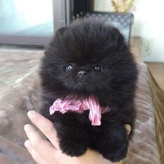 Pomeranian toy-thumb-2
