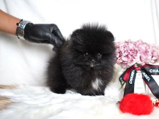 Pomeranian toy-thumb-3
