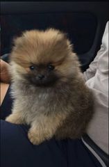 Pomeranian toy-thumb-4