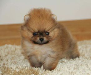 Pomeranian toy-thumb-5