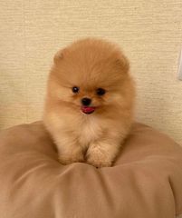 Pomeranian toy-thumb-6