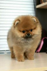 Pomeranian toy-thumb-7
