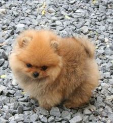 Pomeranian toy-thumb-8